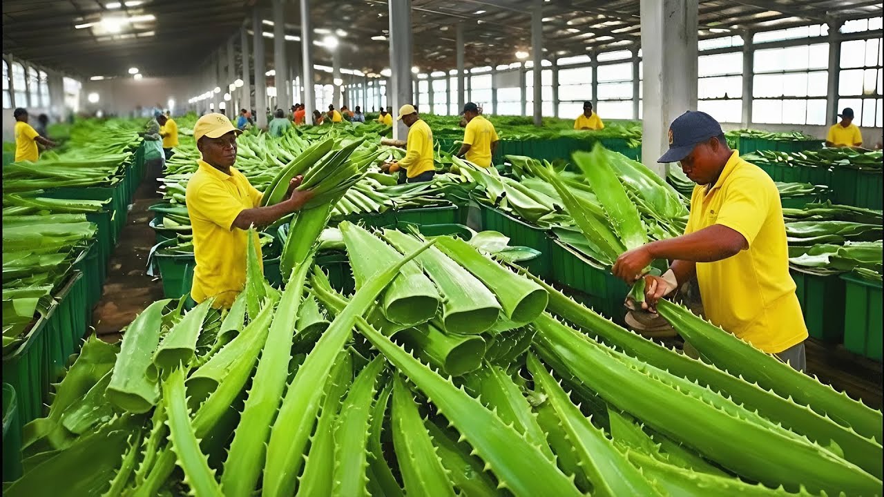 How Aloe Vera Gel is Made on a MASSIVE Scale! Aloe Vera Gel Production Process (full process)