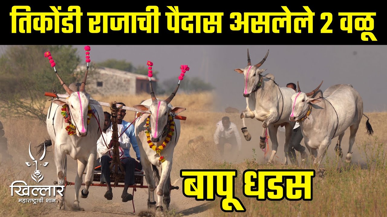 बापू धडस यांचे तिकोंडी राजाची पैदास असलेले २ वळू | Khillar Maharashtrachi Shaan 2023