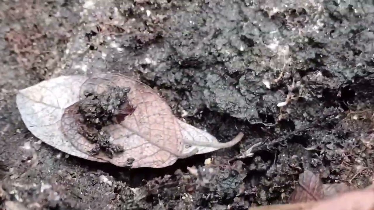 Common woodlouse - woodlice (onicus asellus) terrestrial crustaceans.