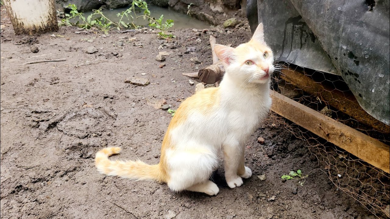 Cat Life 🐈 a cat video for CAT Lovers 😻