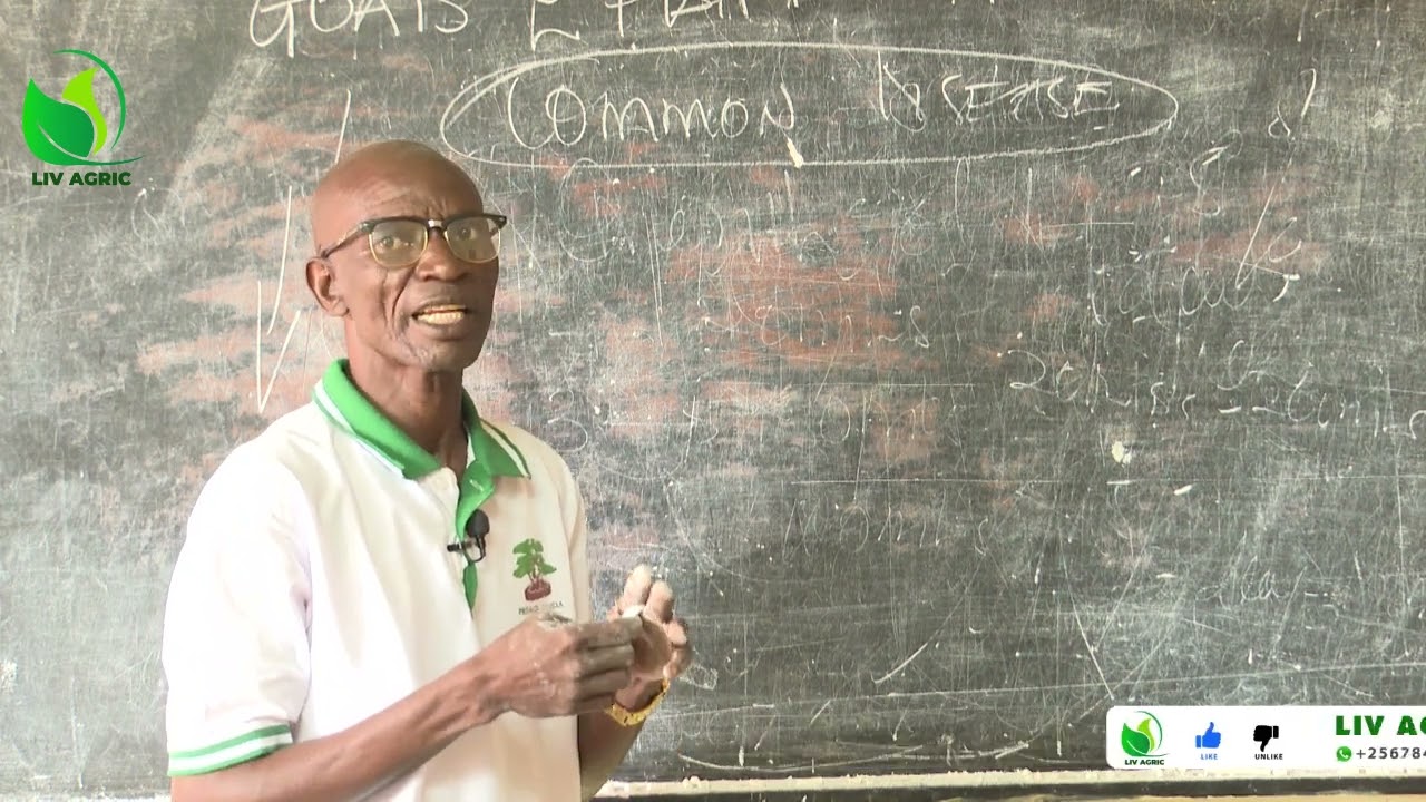 Yiga Bwebajanjaba Eddwadde Mu Mbuzi   Nga Okozesa  Herbal Medicine-DR.ISA LUIGARE