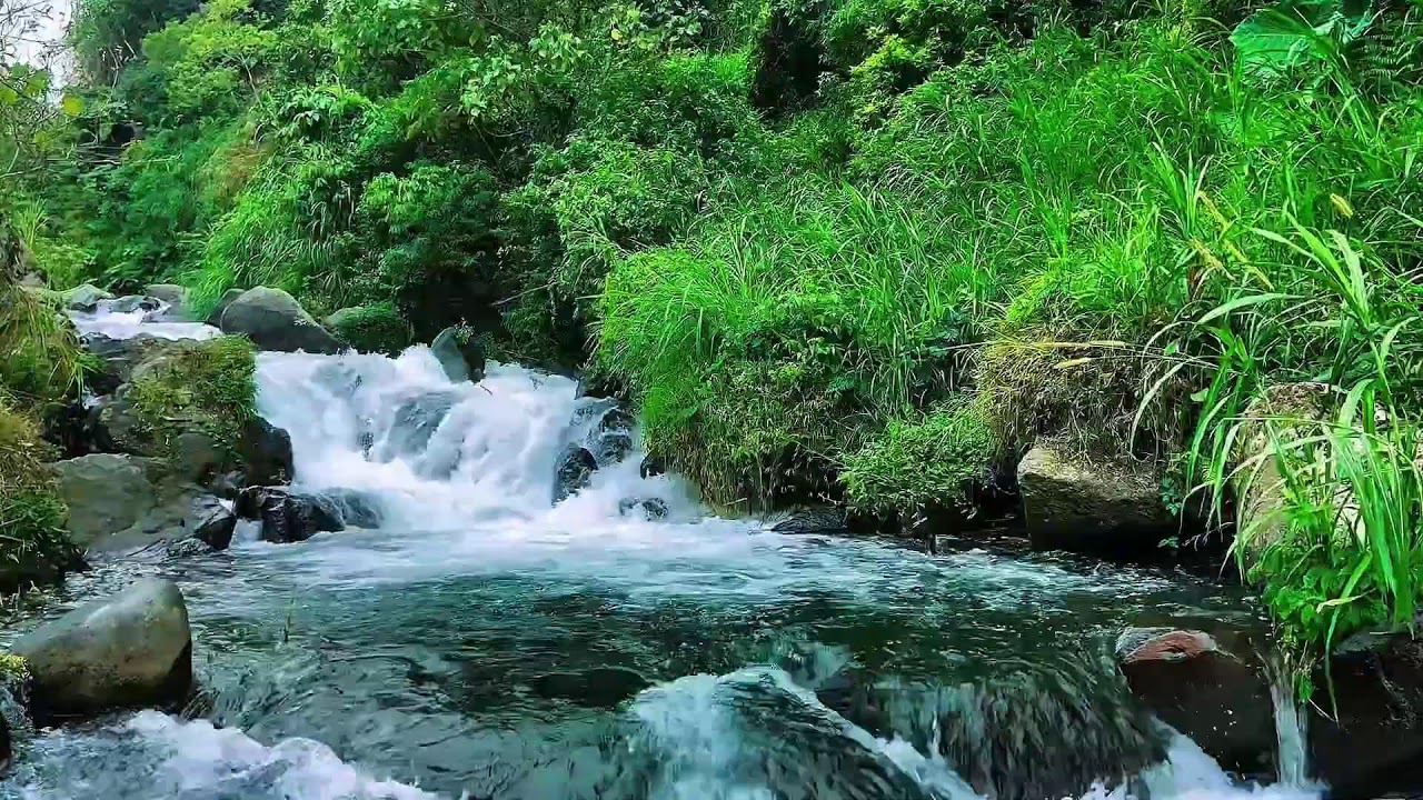 Mountain river sounds for calming the mind