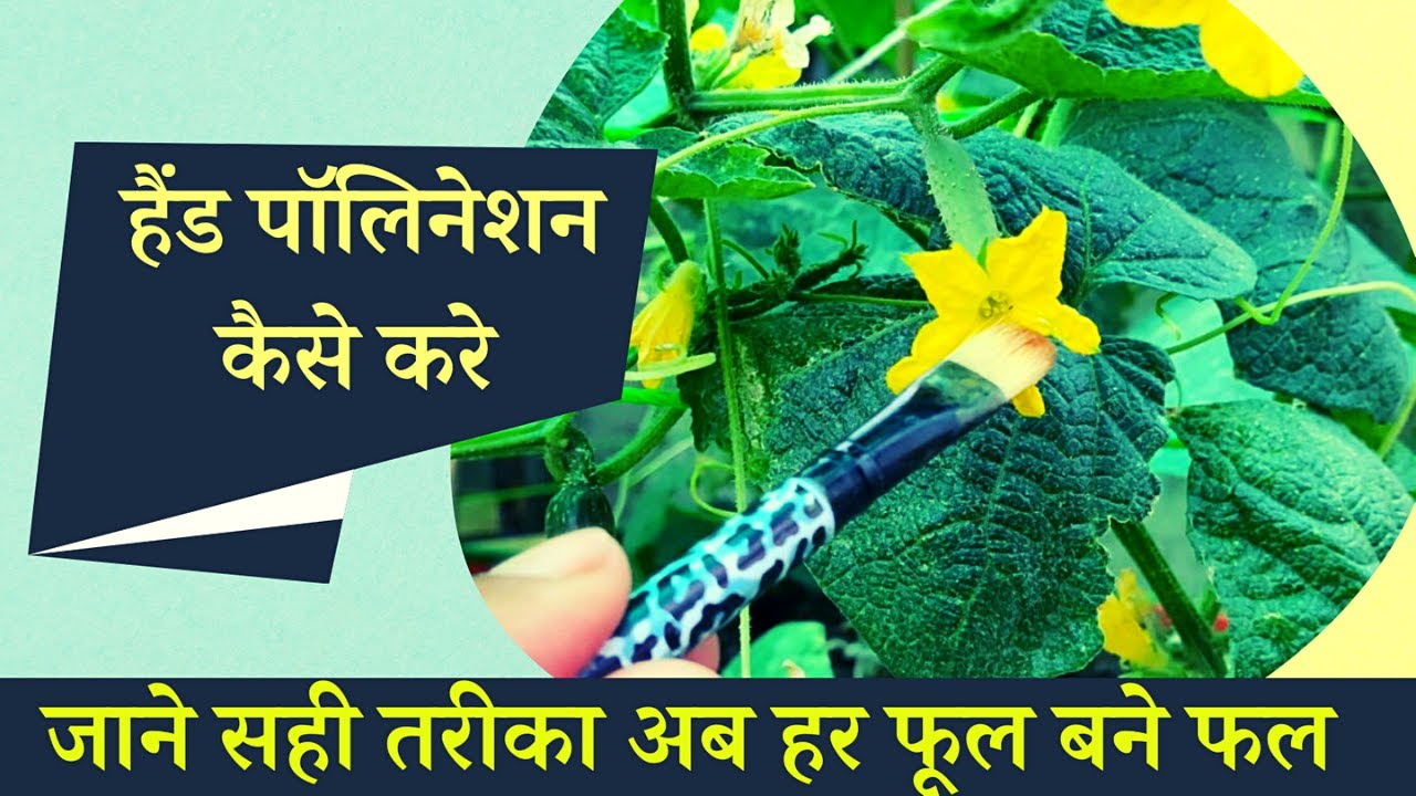 हैंड पॉलिनेशन कैसे करे, जाने सही तरीका अब हर फूल बनेगा फल | Hand Pollination Kaise Kare In Hindi