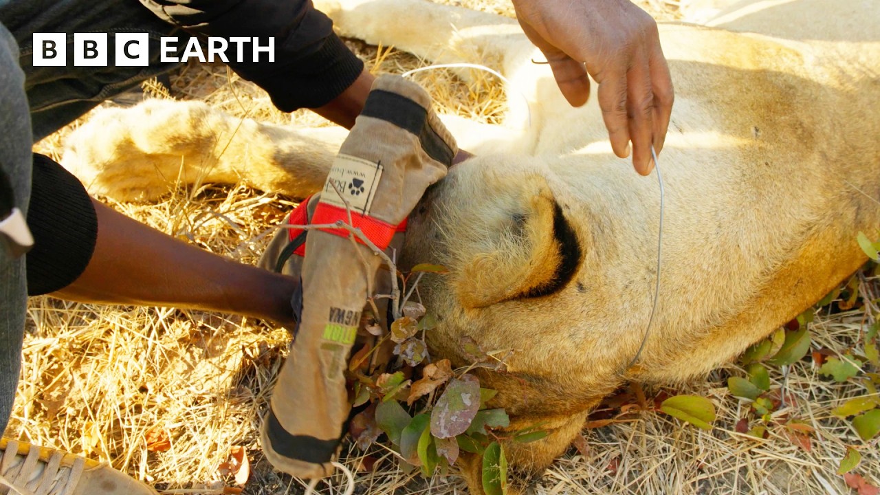 Saving a Lion from a Deadly Snare | 4K UHD | Kingdom | BBC Earth