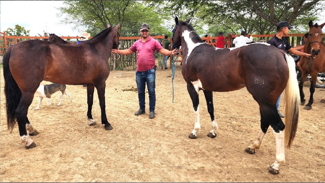 FEIRA DE CAVALOS EM ALTINHO-PE  20-09-2025 #nordeste