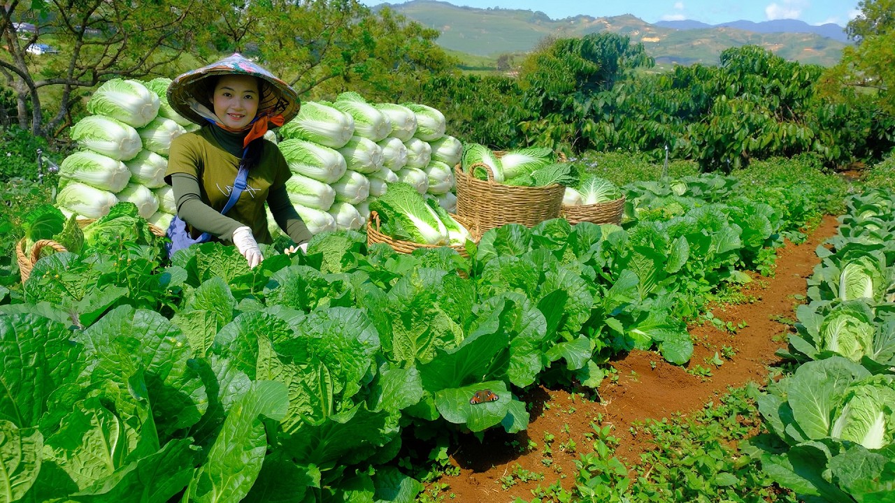 Harvests Napa Cabbage To Sell At The Market – Simple Cooking, Farm Life
