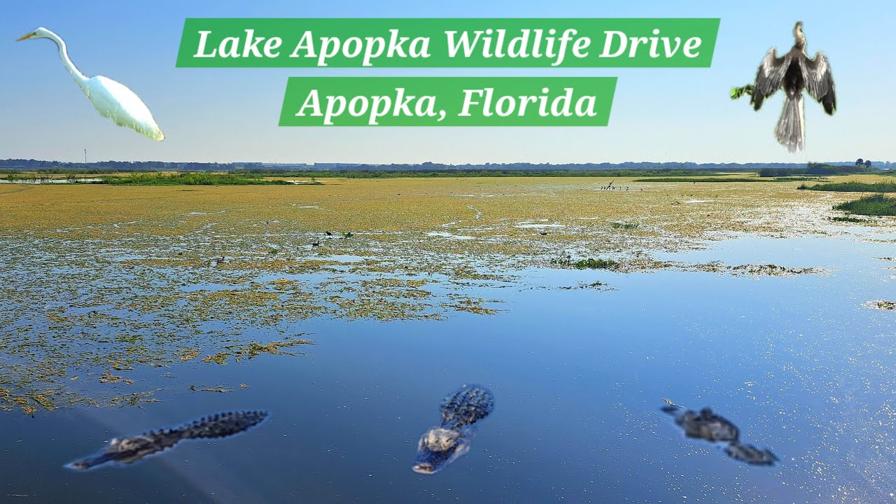 GATORS, GATORS, & MORE GATORS!! - Lake Apopka Wildlife Drive- Apopka, FL