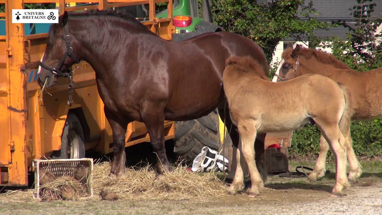 Concours du cheval breton à Ploudaniel, le samedi 13 juin 2015