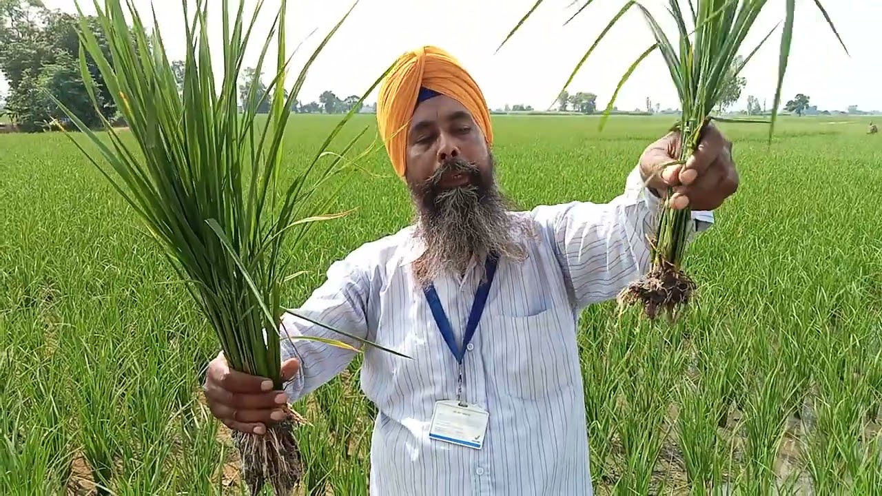 Rice growth Vestige de products #Vestige# Agriculture 