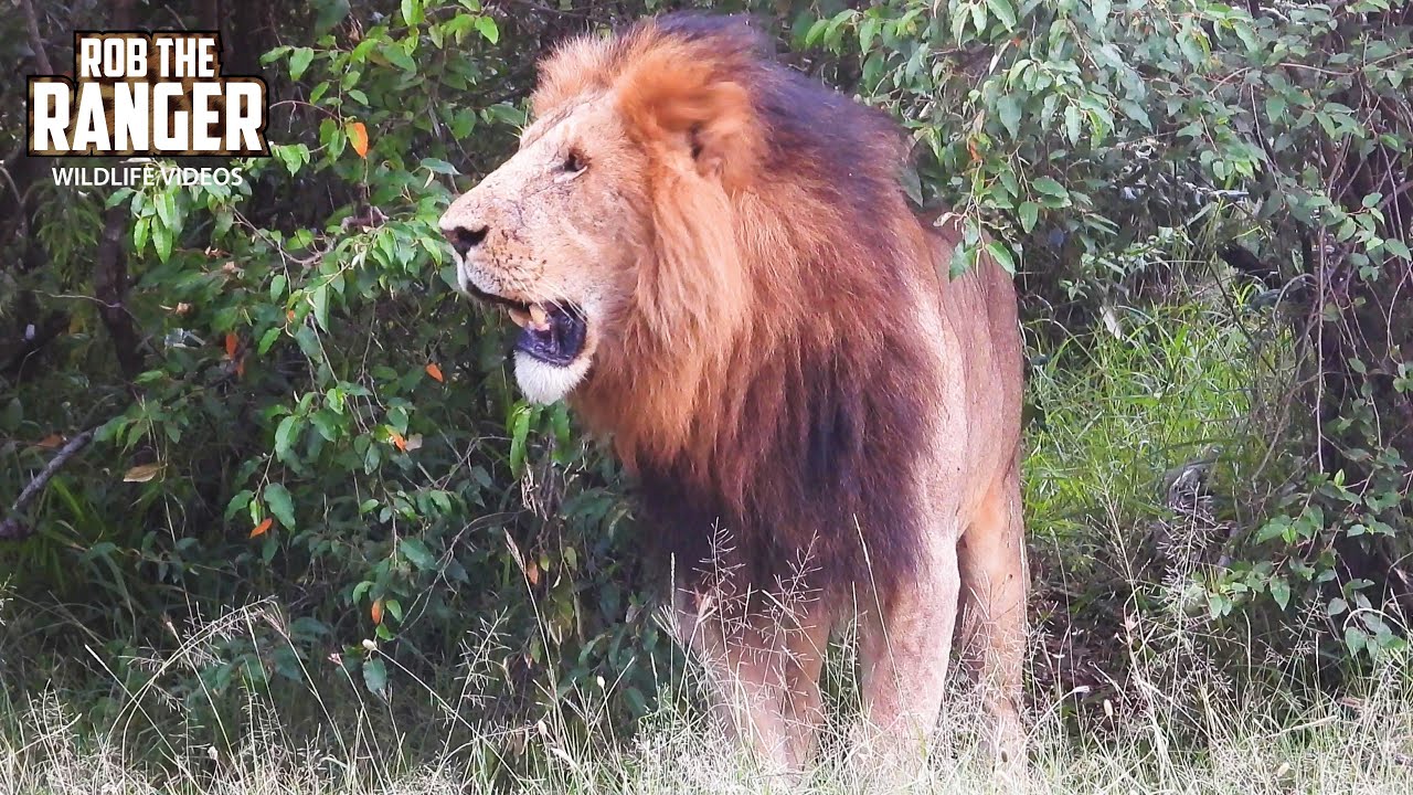WATCH As The Lion Pride Prepares For The Approaching Night!! | Lalashe Mara Ripoi Safari