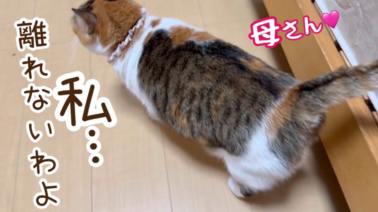 母を待つ猫、母についてくる猫、母から離れない猫