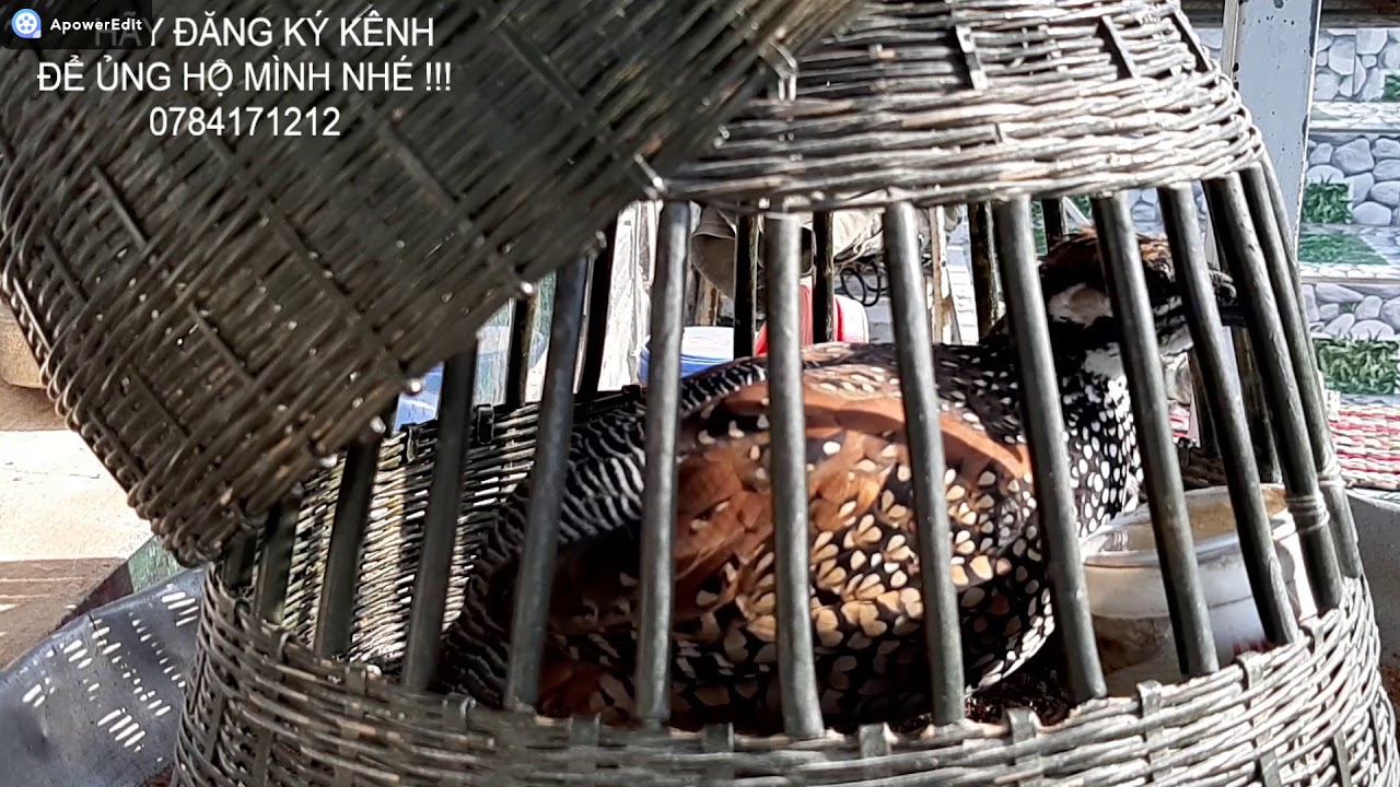 Tiếng chim đa đa trống kẹp mái siêu kích bổi- File trị bổi lờn hiệu quả -BirdTrapVietNam
