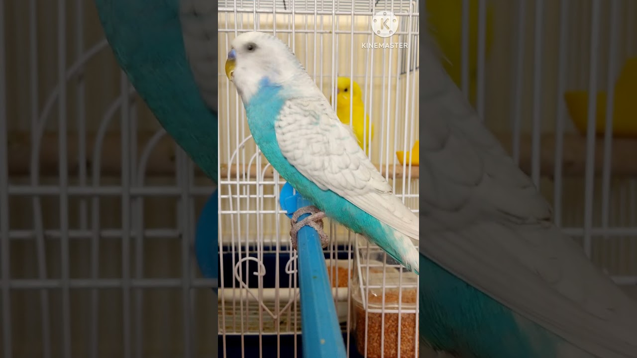 Angry Budgie sounds