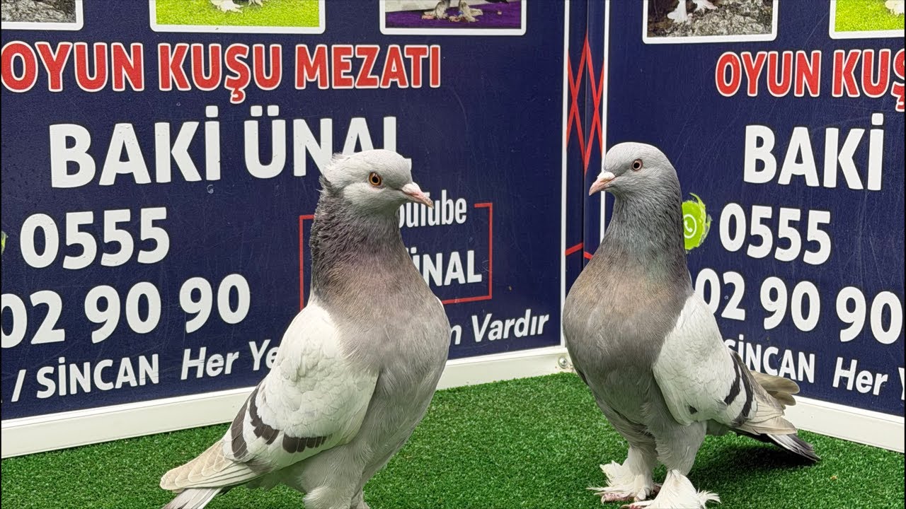 🏆❗👑 Canlı Güvercin Mezatı #Mezat BAKİ ÜNAL 🏆❗👑