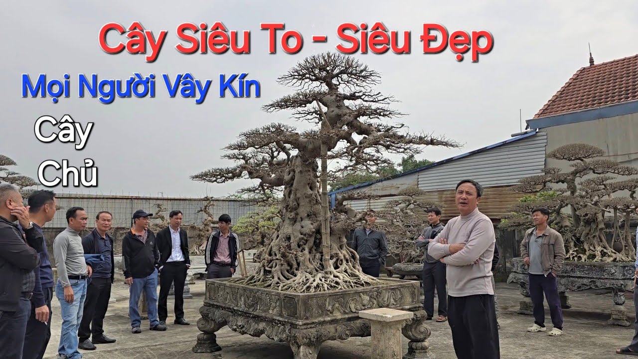 MỌI NGƯỜI VÂY KÍN * CÂY SANH NĐ DÁNG LÃO * Cây Chủ Vườn của anh THÀNH - SÓC SƠN - HN .