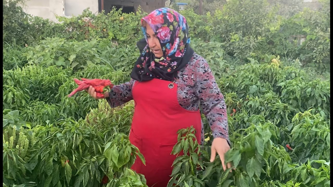 🌶️HATAY YEMEKLERİNİ LEZZETLENDİREN BİBER SALÇASININ YAPIMINA BAŞLADIK