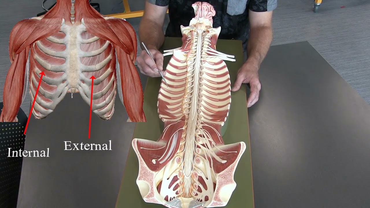 Somso Models- Muscles of the spine