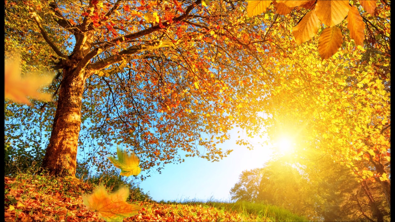 Sunlight Project - Golden Autumn  [Progressive House]