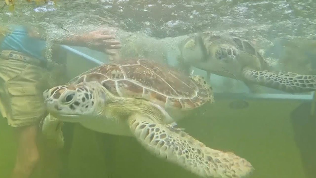 Sea Turtles Larry and Moe Get Special ‘Earth Day’ Gift