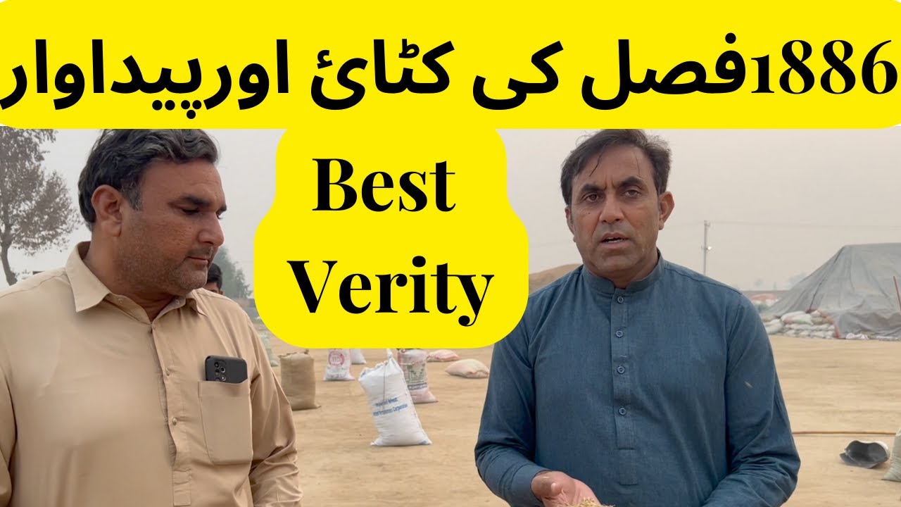 #1985 and #1979 New Best variety and good yield | 1886 harvest and yield | weather resistant