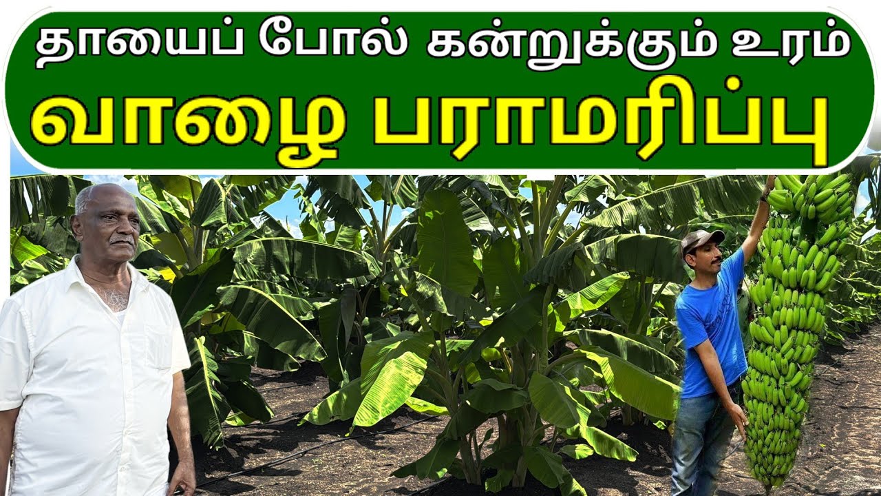 தாயைப் போல் கன்றுக்கும் உரம் - வாழை பராமரிப்பு...