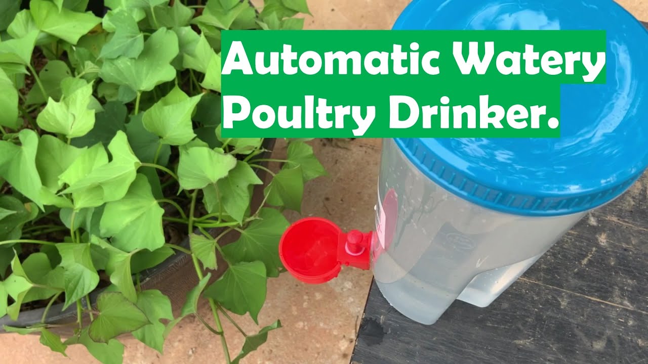 Installing A Quail, Chicken Automatic Water Poultry Drinker. Water Feeder.