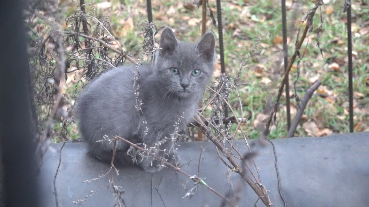 Grey kitten and his angry black mama cat