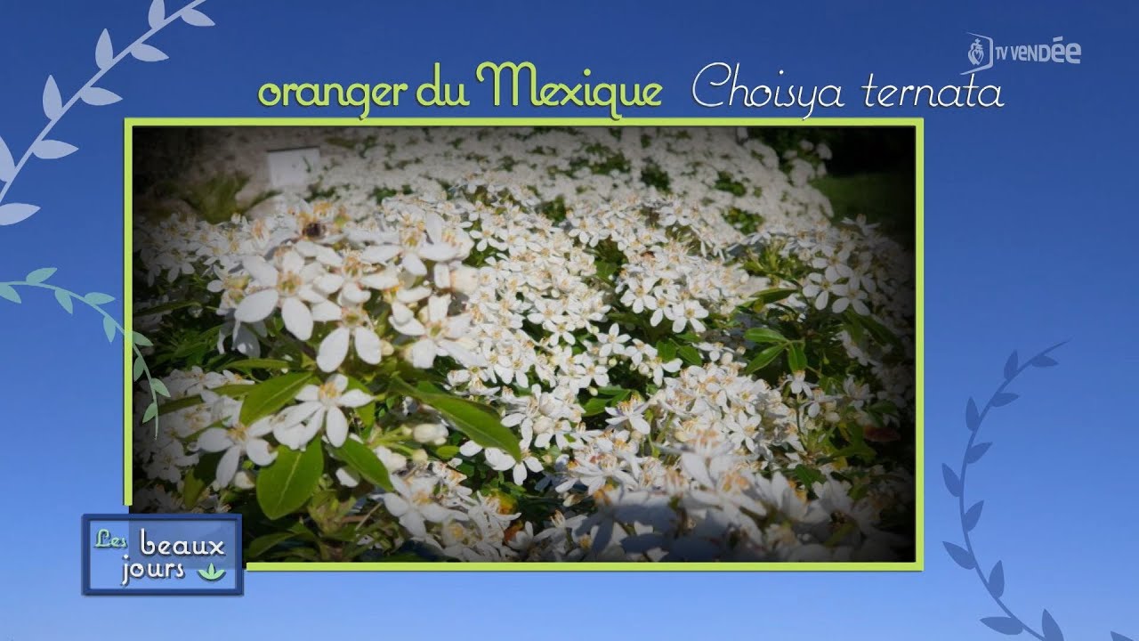 Les beaux jours -  L'oranger du Mexique