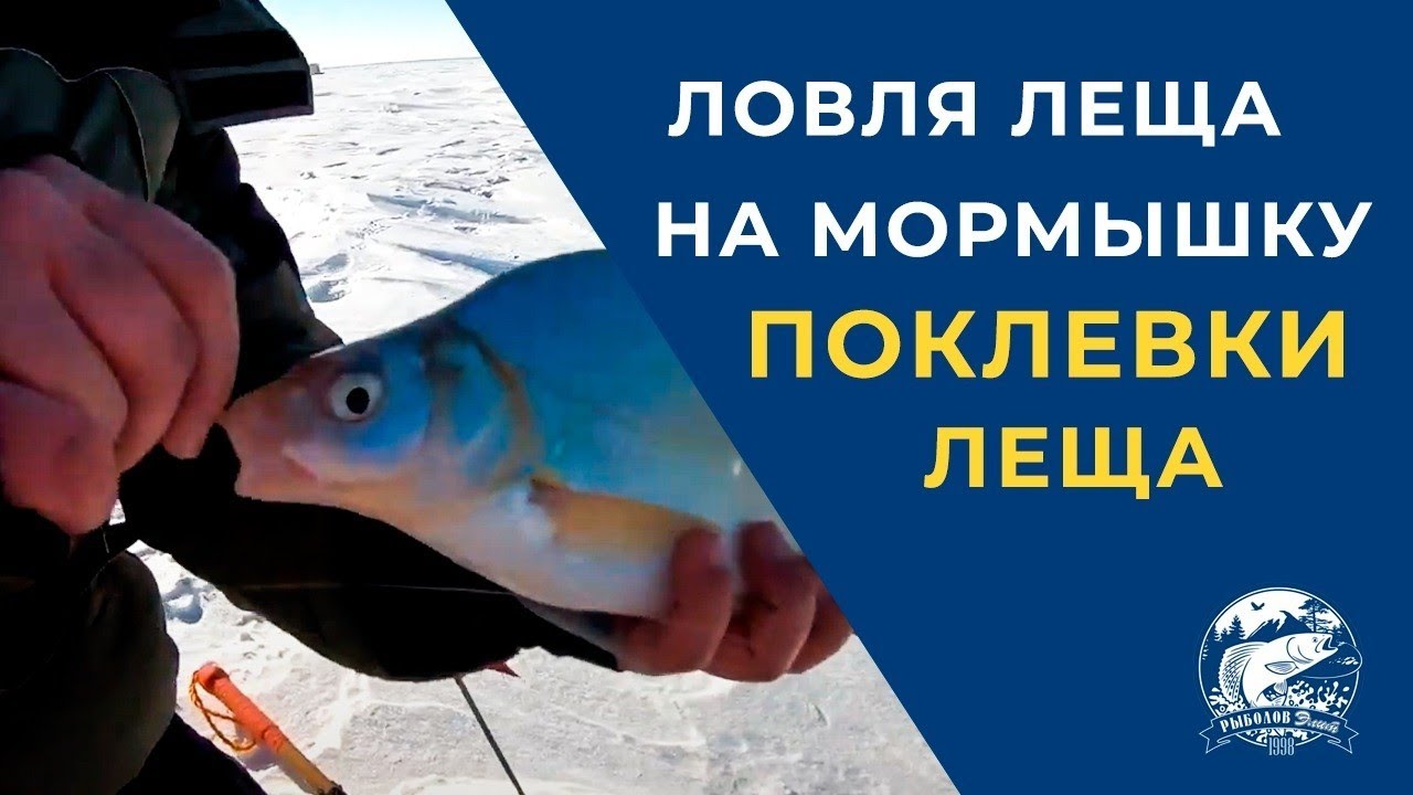 Ловля Леща на мормышку. Поклевки леща. Fishing for bream on a jig. bream bites on camera