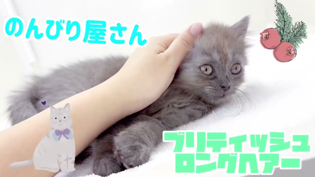 レア！長毛ブリちゃん☆