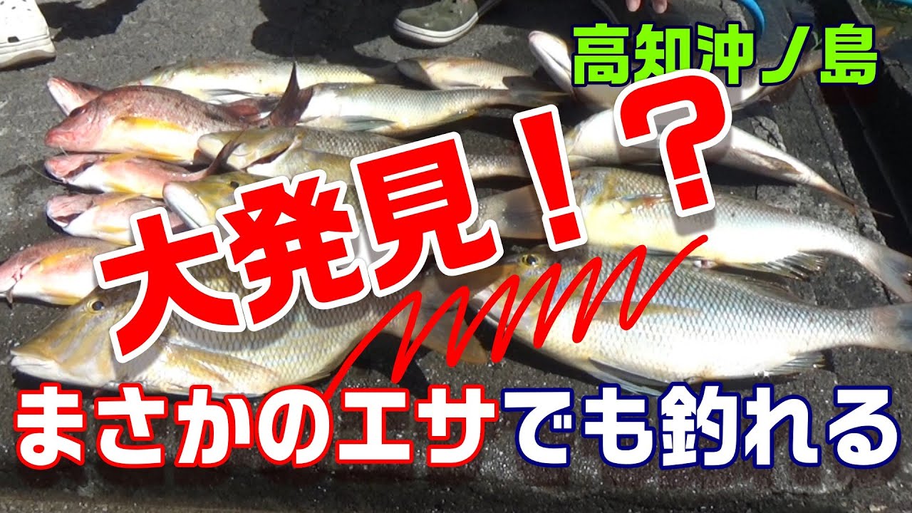 やはり沖ノ島の投げ釣りは凄すぎた！まさかのあのエサで釣れる！？（後編）　【魚神の釣りいかれへんわ】