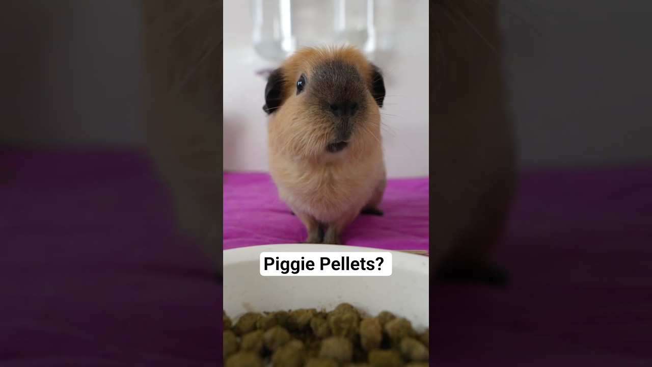 Feeding time! 🐹 How to Choose the Right Guinea Pig Pellets!