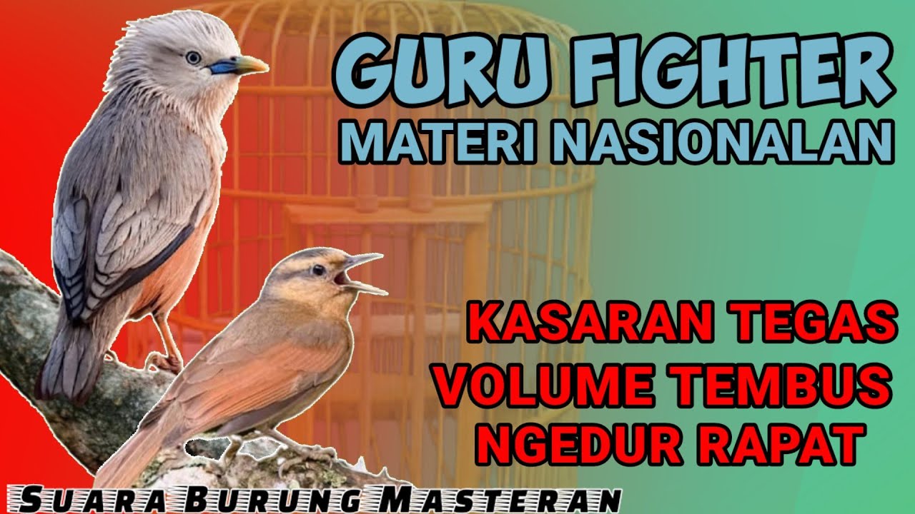 GURU BURUNG FIGHTER!! VOLUME TEMBUS NGEDUR RAPAT || MASTERAN TEMBAKAN RAPAT Untuk Burung FIGHTER