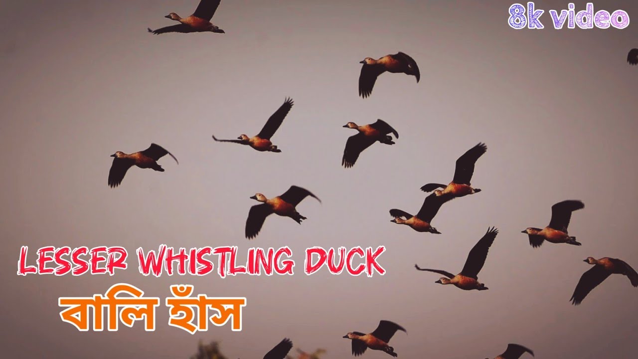 Lesser whistling duck (বালি হাঁস)