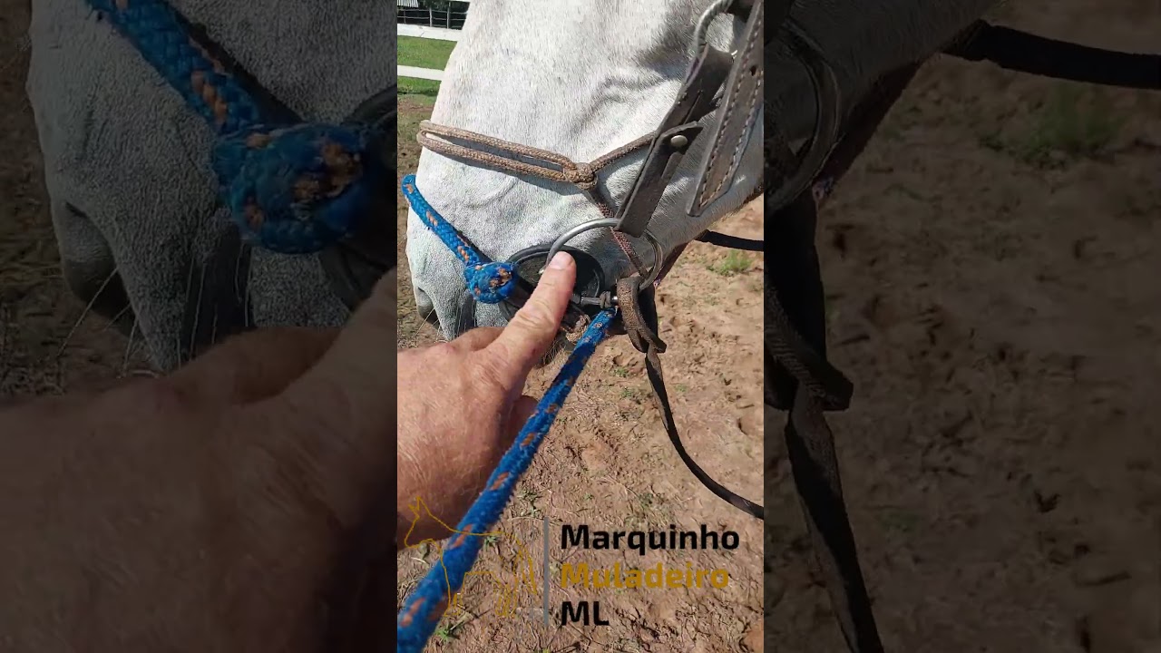 Como fazer com animal que toma cabo de cabresto  Descubra e fa&ccedil;a isto com o muar que sai  correndo