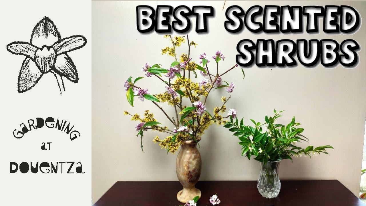 3 Best Scented Shrubs for Winter - witch hazel, sweet box & daphne
