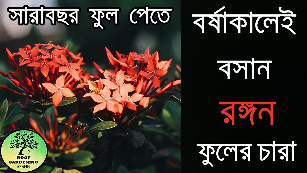 রঙ্গন ফুল গাছ প্রতিস্থাপন ও সম্পূর্ণ পরিচর্যা পদ্ধতি / How to grow and care Ixora plant