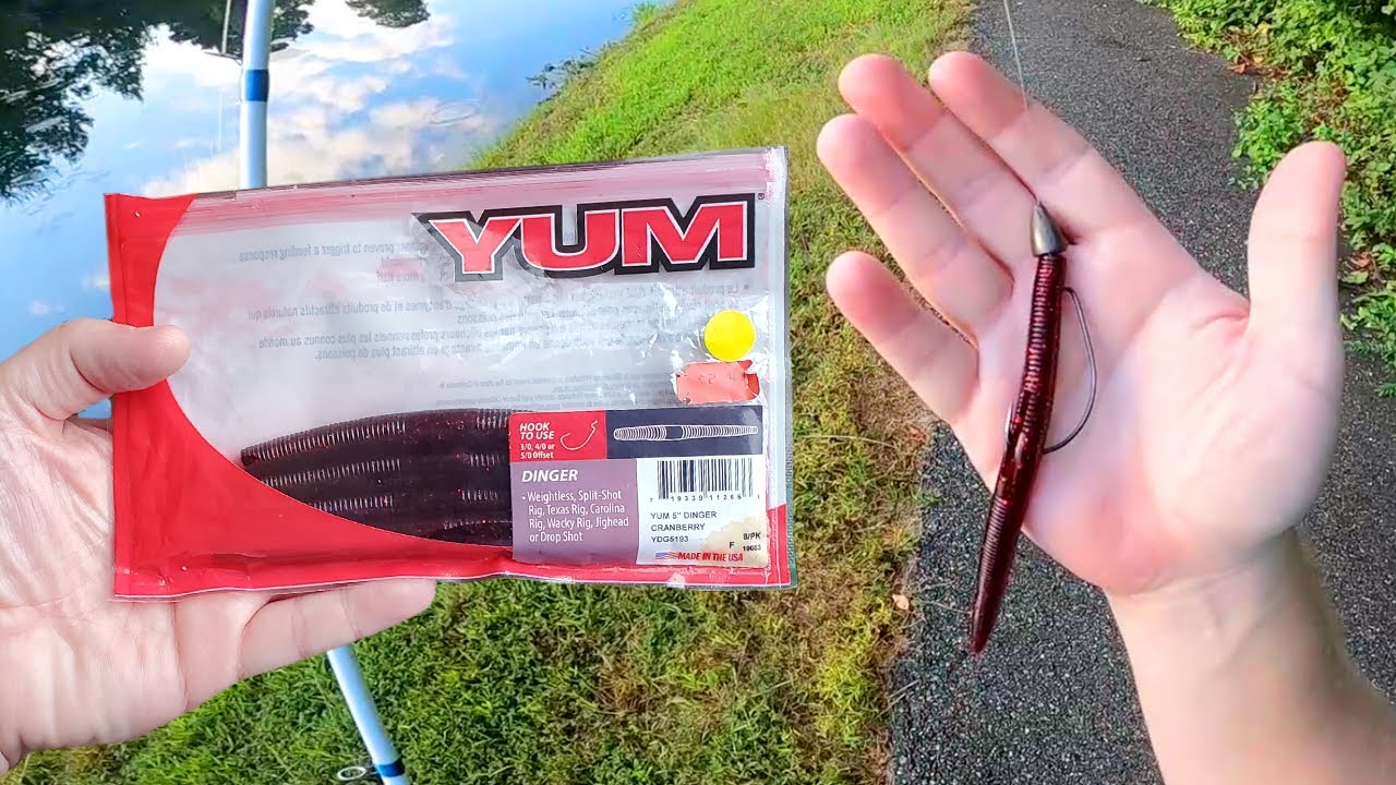 Bass Fishing with Cranberry Yum Dingers Texas Rig