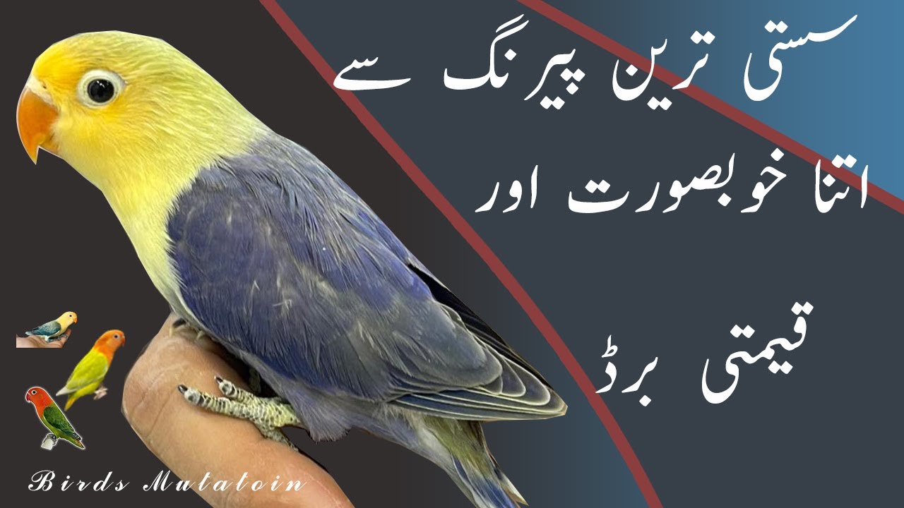 How To Produce Parblue Opaline Lovebirds From Cheapest Pairing