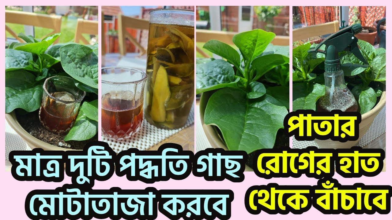 মাত্র দুটি পদ্ধতি গাছ মোটাতাজা করবে ও পাতার রোগের হাত থেকে বাঁচাবে Mango peel fertilizer for plants