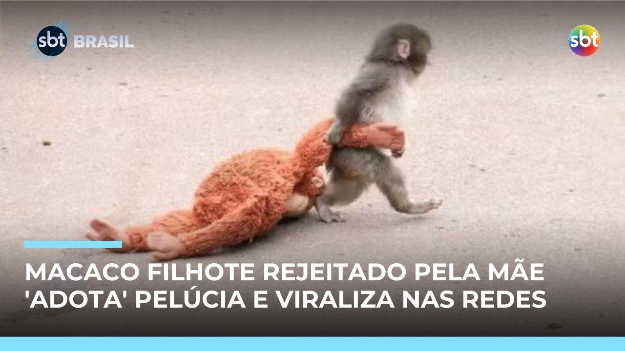 Filhote de macaco rejeitado pela mãe viraliza ao “adotar” pelúcia no Japão | #SBTBrasil