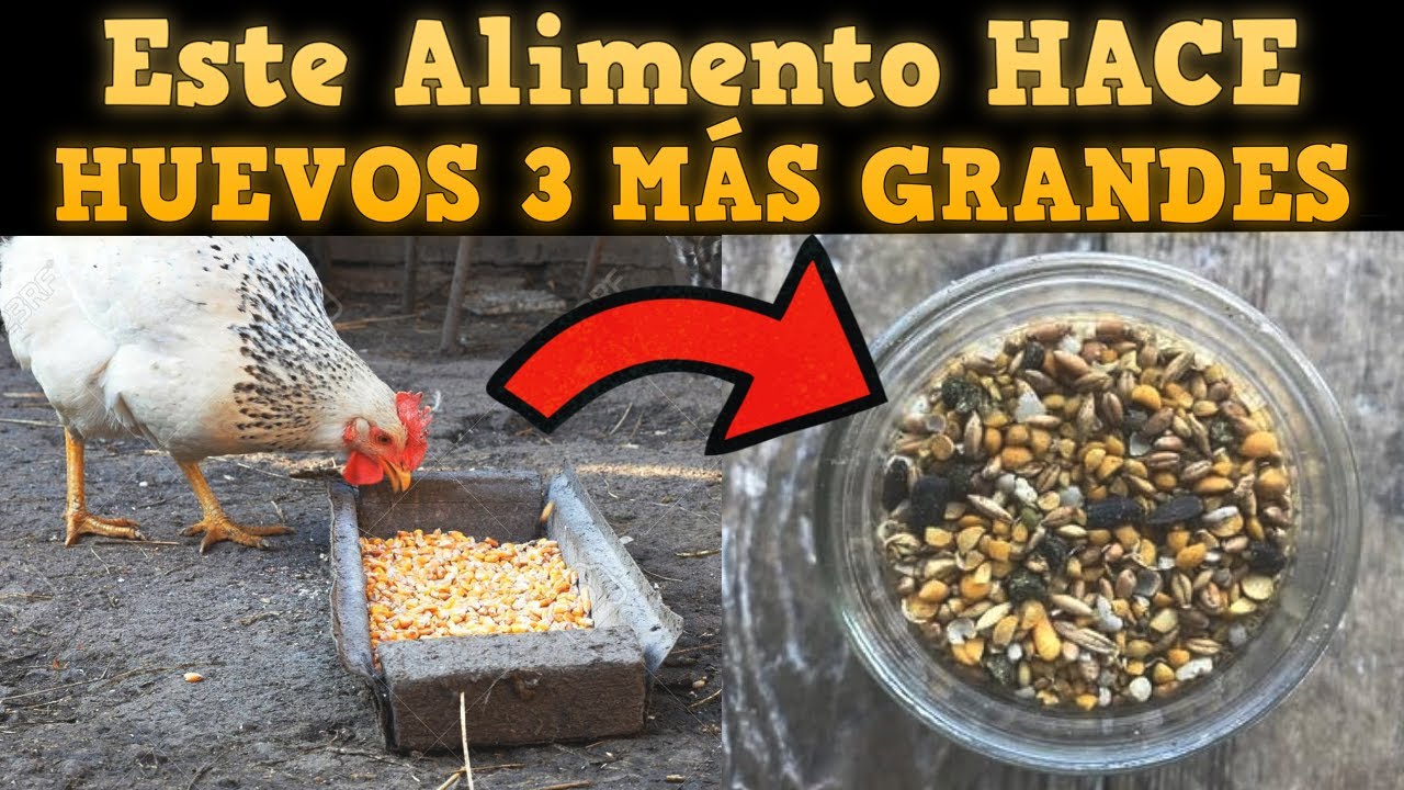El alimento secreto que NADIE te dice para que tus gallinas pongan huevos GIGANTES 