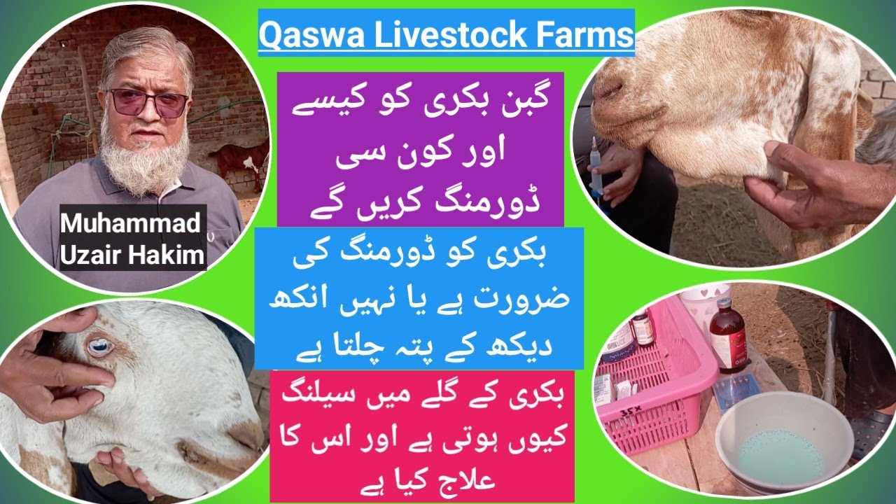 گبن بکری کی ڈورمنگ کیسے کریں گے اور گلے کی سیلنگ کا علاج #petslovers 