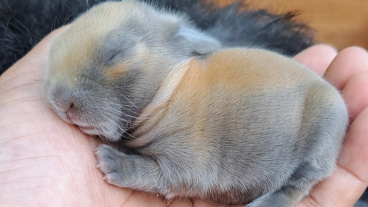 Live 🔴 baby kelinci nyusu pagi 🐇🐇