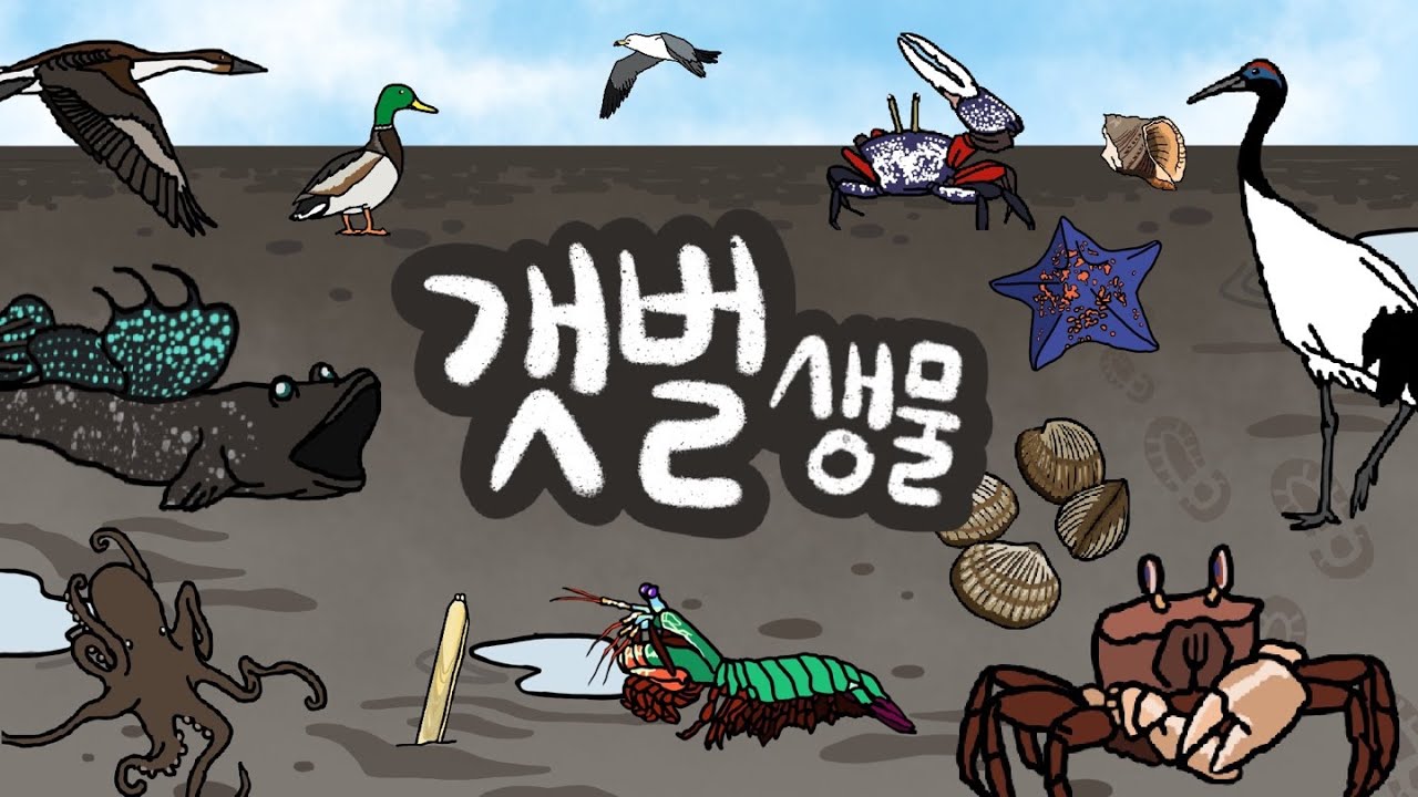 갯벌에는 어떤 생물들이 살고 있을까? | 바다의 갯벌친구들을 만나보아요 | 저자극유아영상 | 키즈드로우 | Kid's Draw