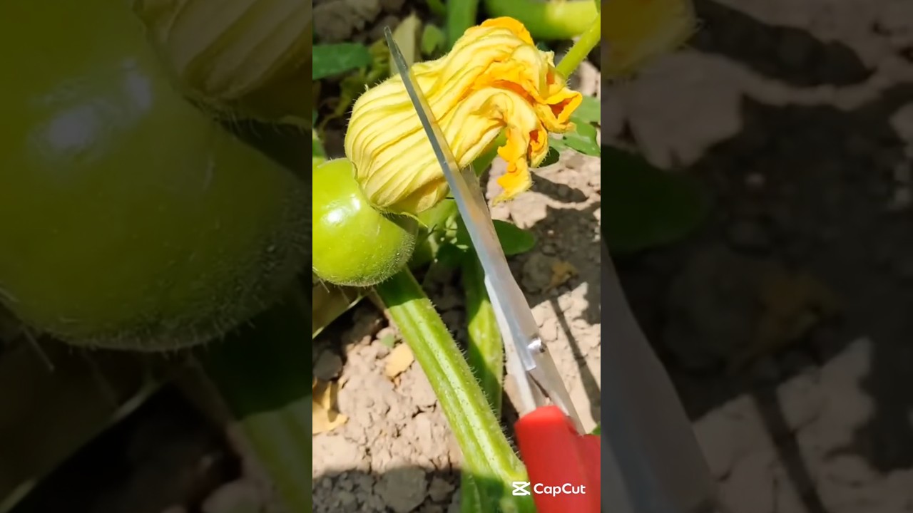 useful pumpkin pollination tips #smartfarming #gardeningtips #organicgardening