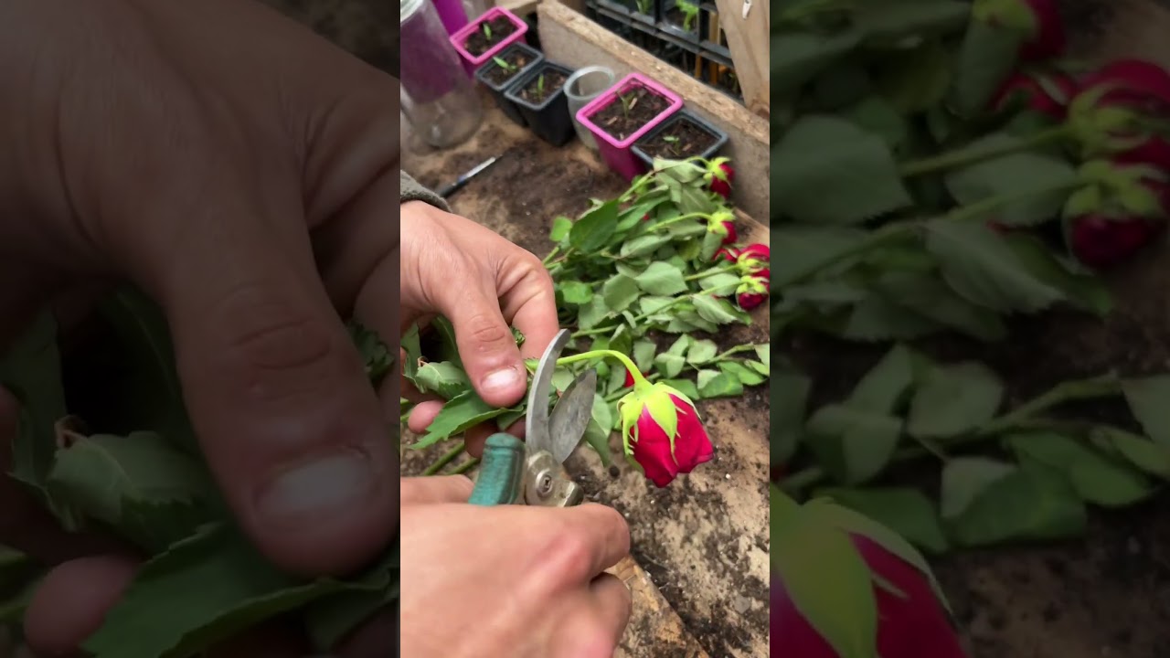 Bouture de bouquet de rose 🌹#rose #bouture #permaculture #potager #permaculture #garden