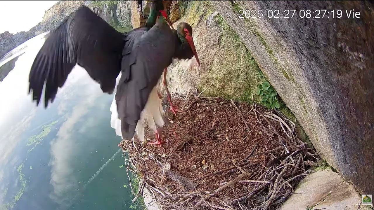 Black Stork Nest, Tajo International Biosphere Reserve, Spain  2026/02/27