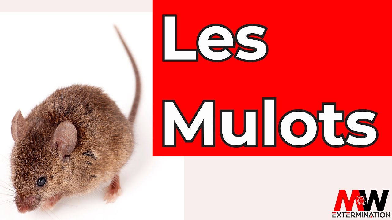 Exterminateur de Mulots - MW Extermination