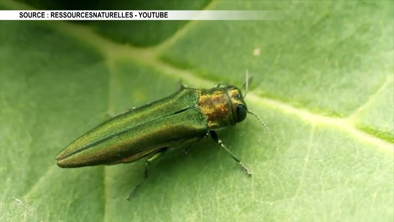 Agrile du frêne : La MRC de Témiscamingue aux aguets